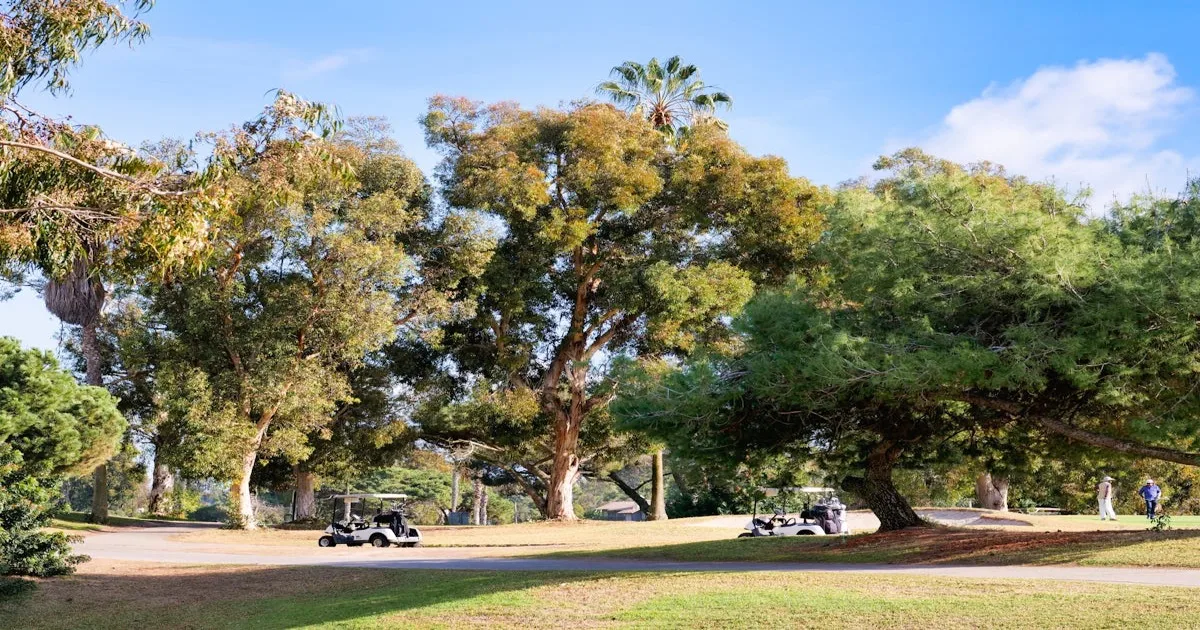 A scenic golf course with a wide fairway and mature trees in golden light